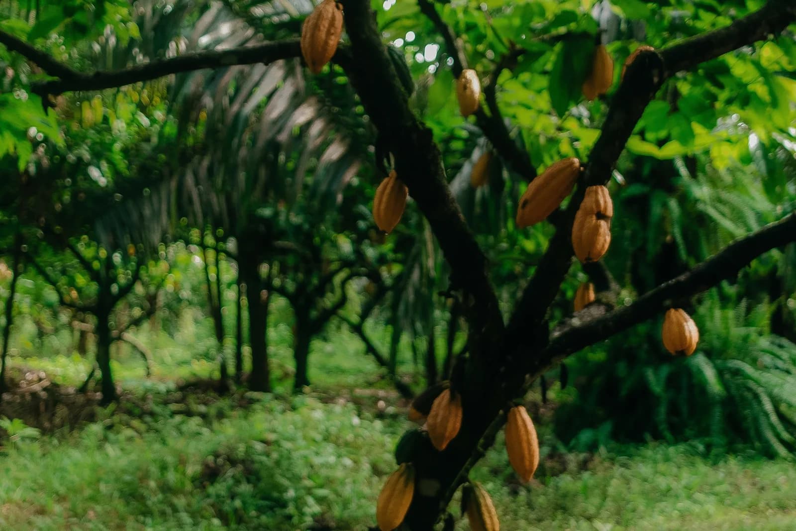 Ripe cocoa pods growing on a cocoa tree in a tropical farm landscape