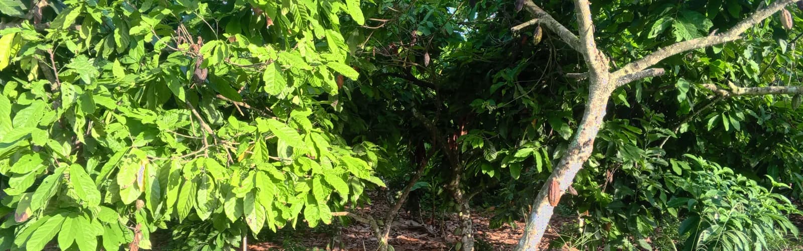West African cocoa farm representing selected sourcing origins