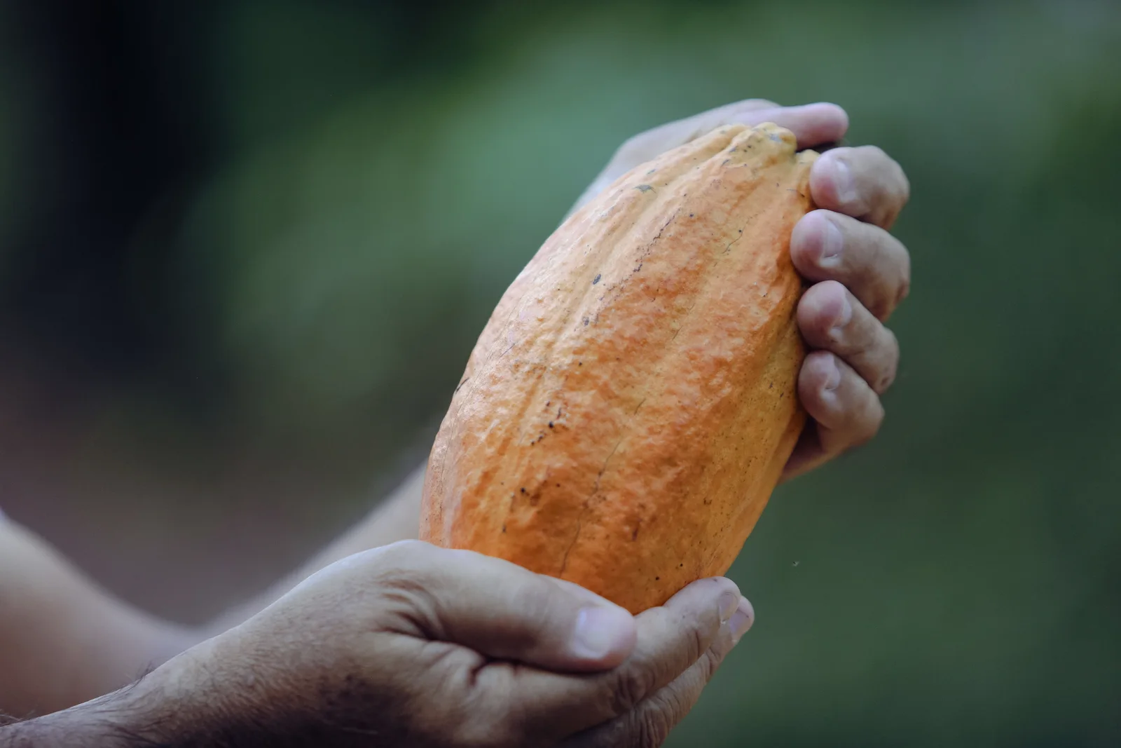 Farmer holding a ripe cocoa pod during an origin review