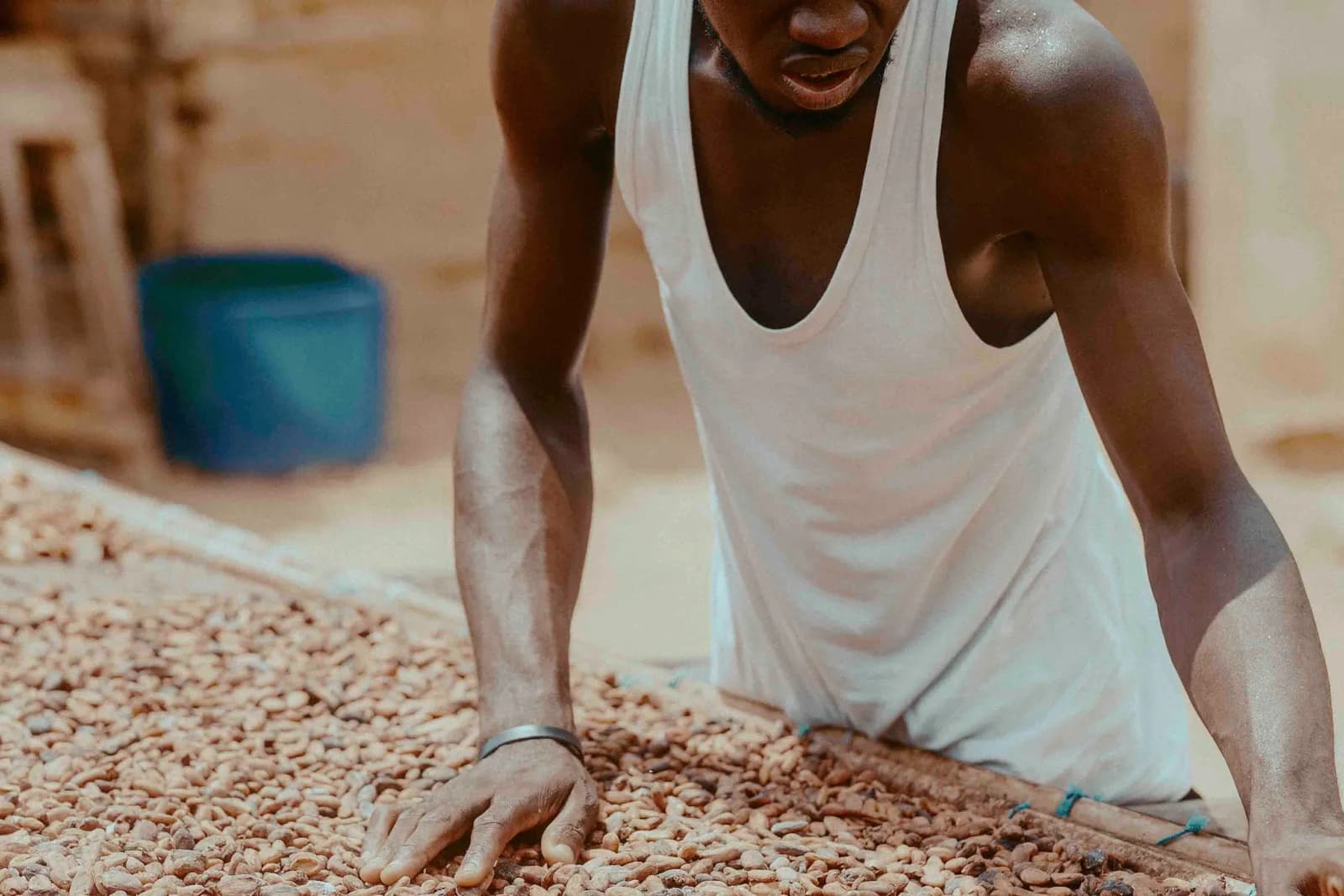 Cocoa beans being dried and reviewed at origin in Ghana