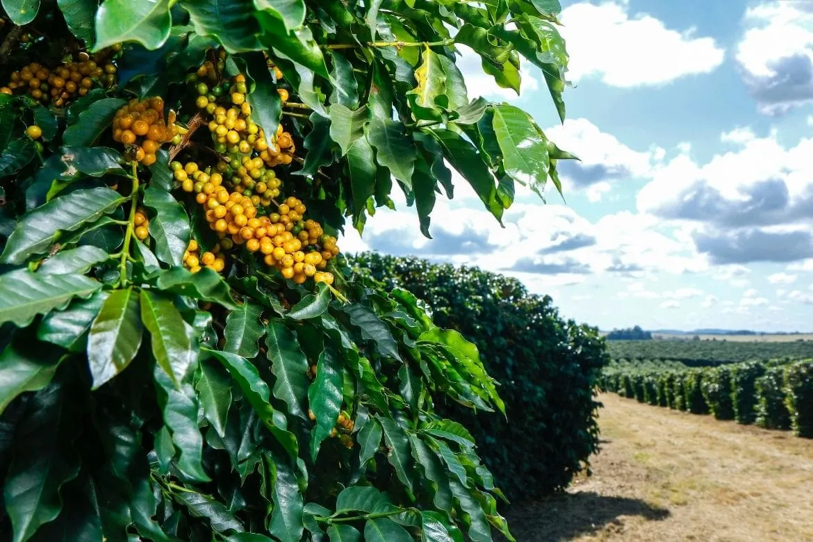 Brazilian coffee landscape representing regional origin sourcing