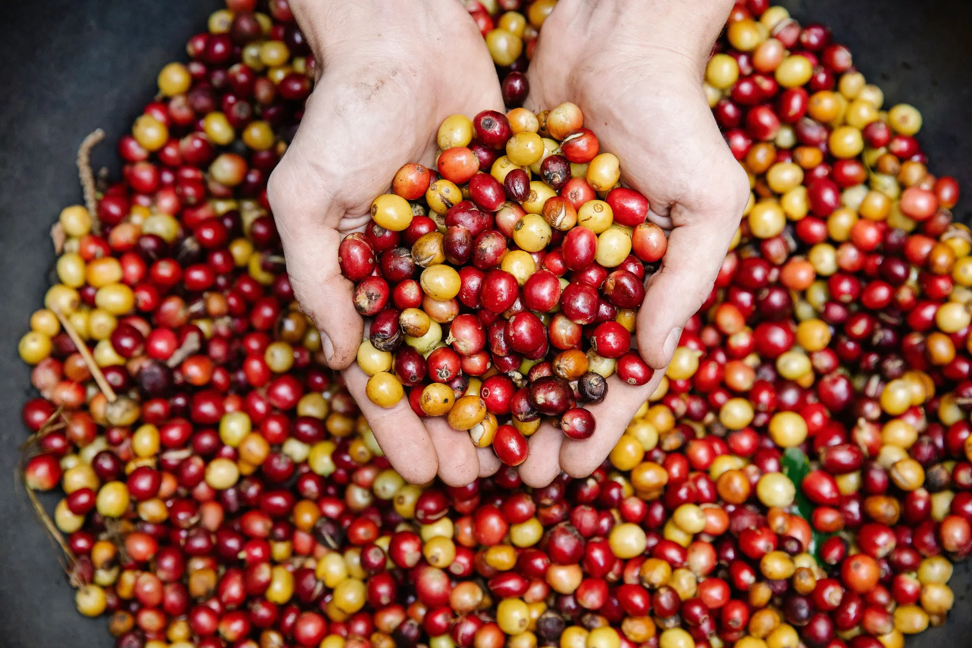 Fresh coffee cherries being reviewed by hand at origin