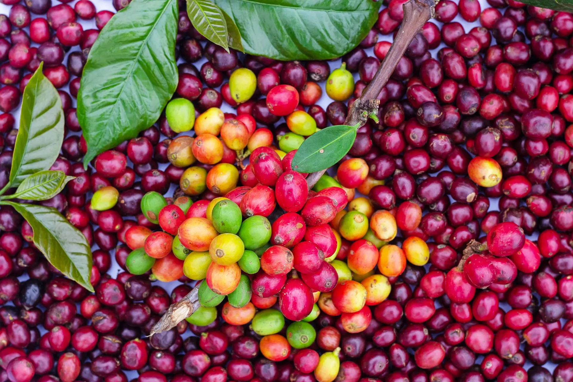 Ripe coffee cherries on a plant representing a quotation requirement review