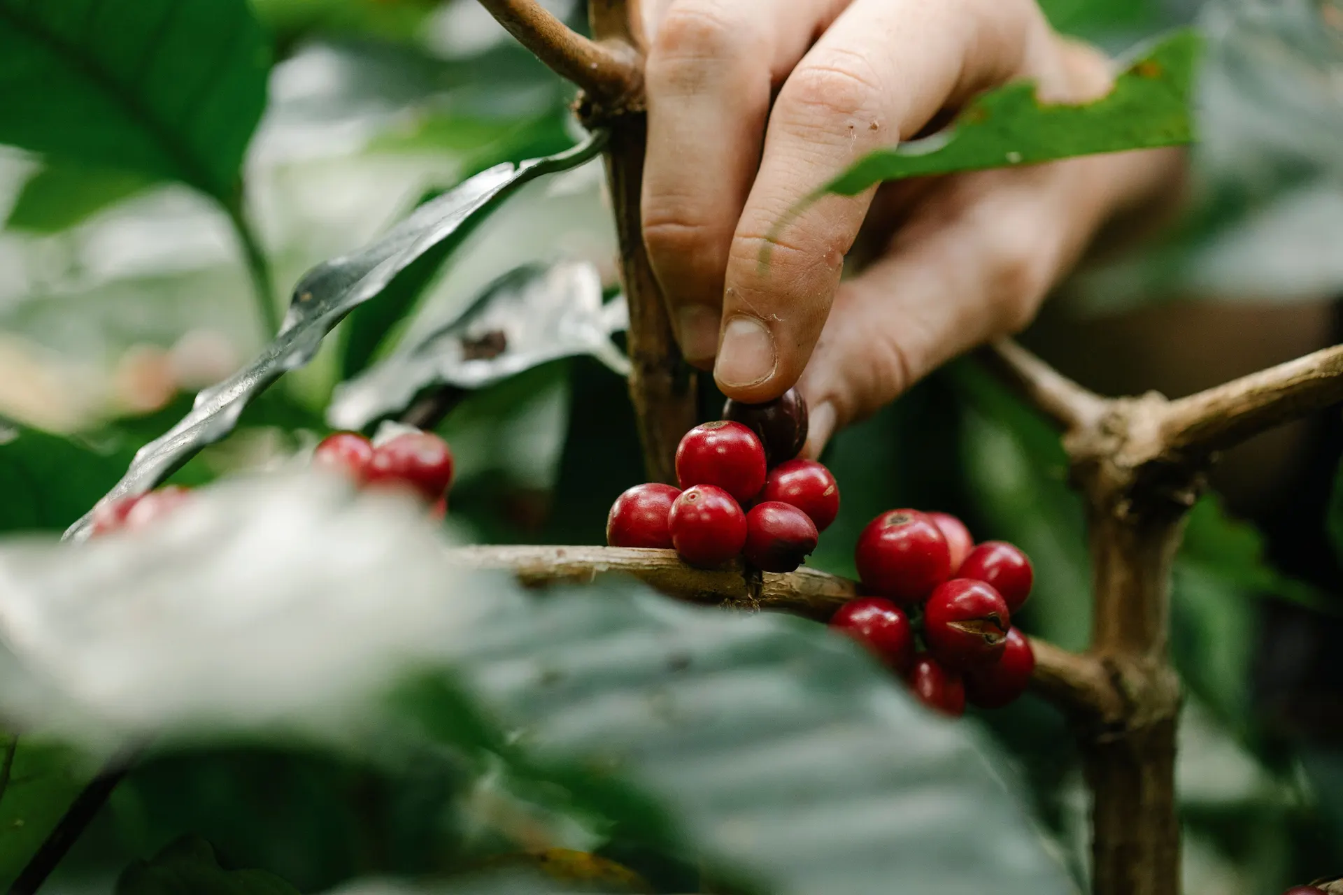 Coffee cherries being selected during harvest at origin