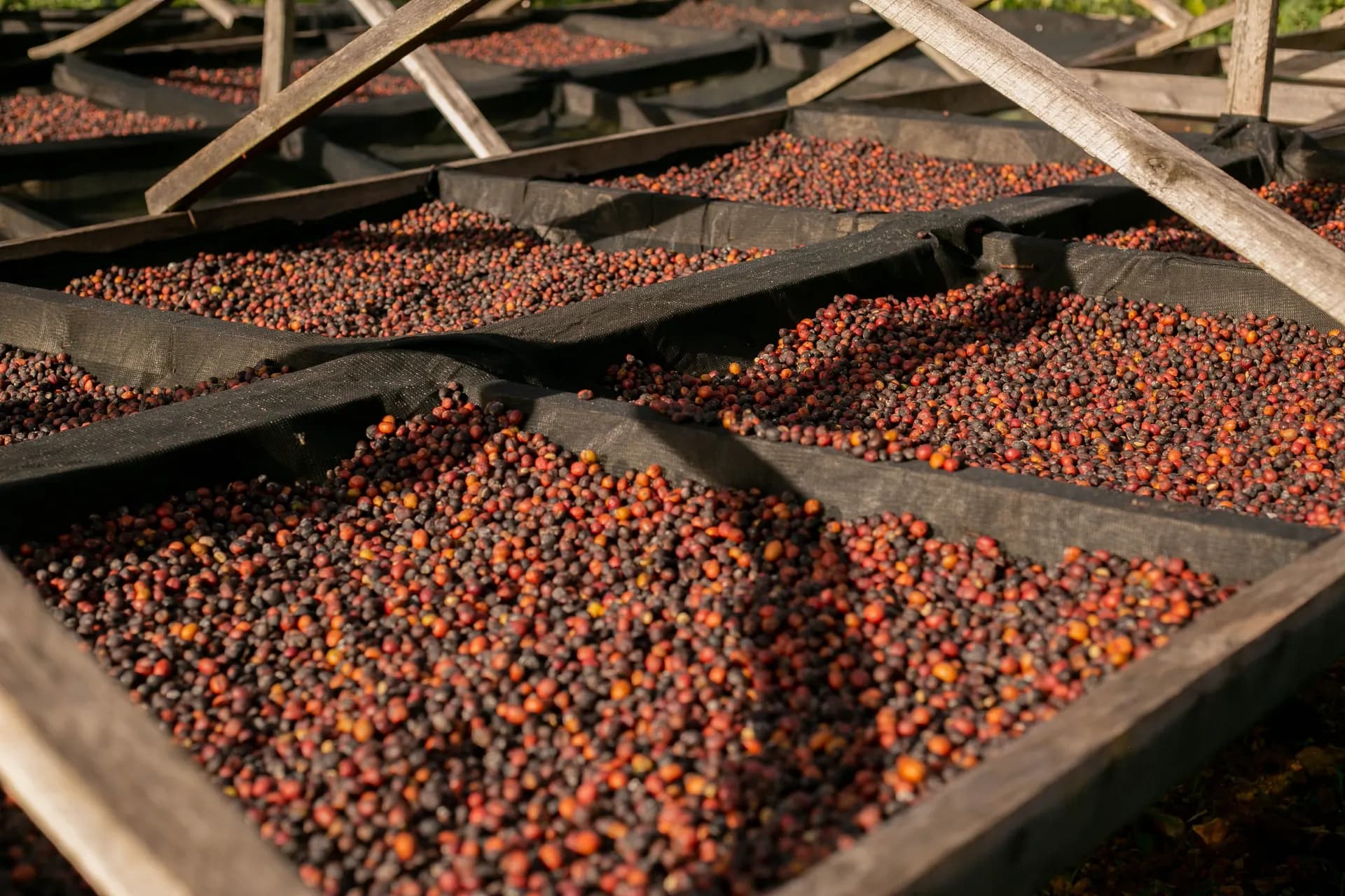 Coffee processing facility with beans drying on raised beds