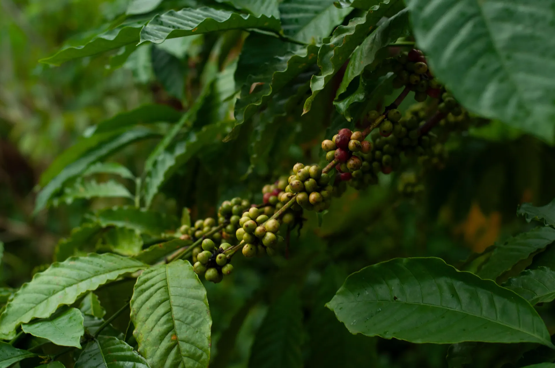 Green Conilon coffee cherries growing on a Coffea canephora plant