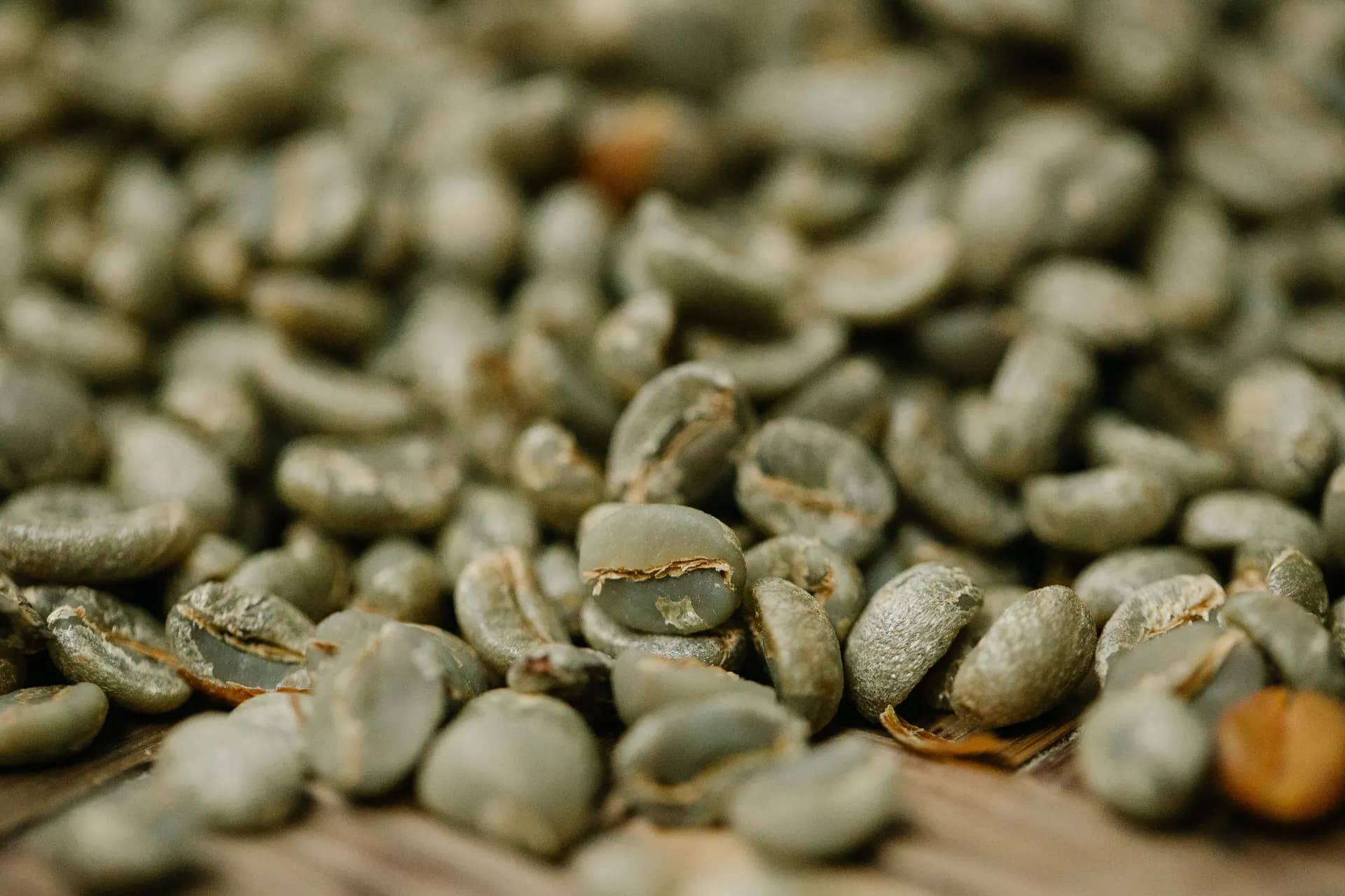 Green coffee beans arranged for physical-grade and quality assessment