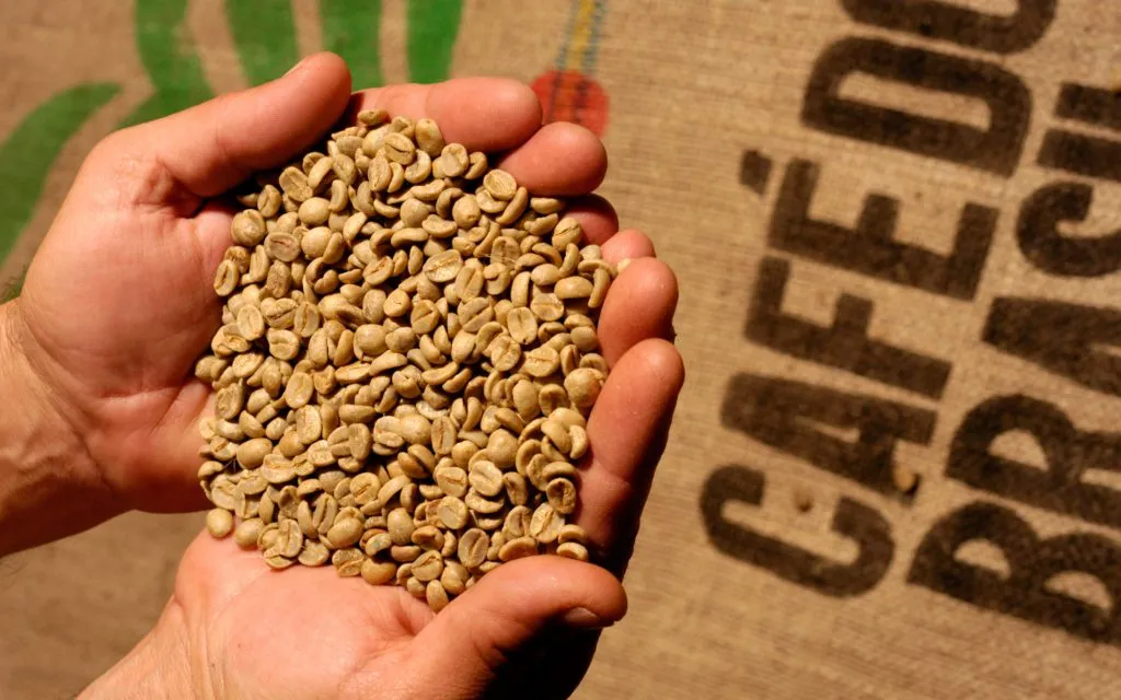 Green coffee beans being physically reviewed by hand