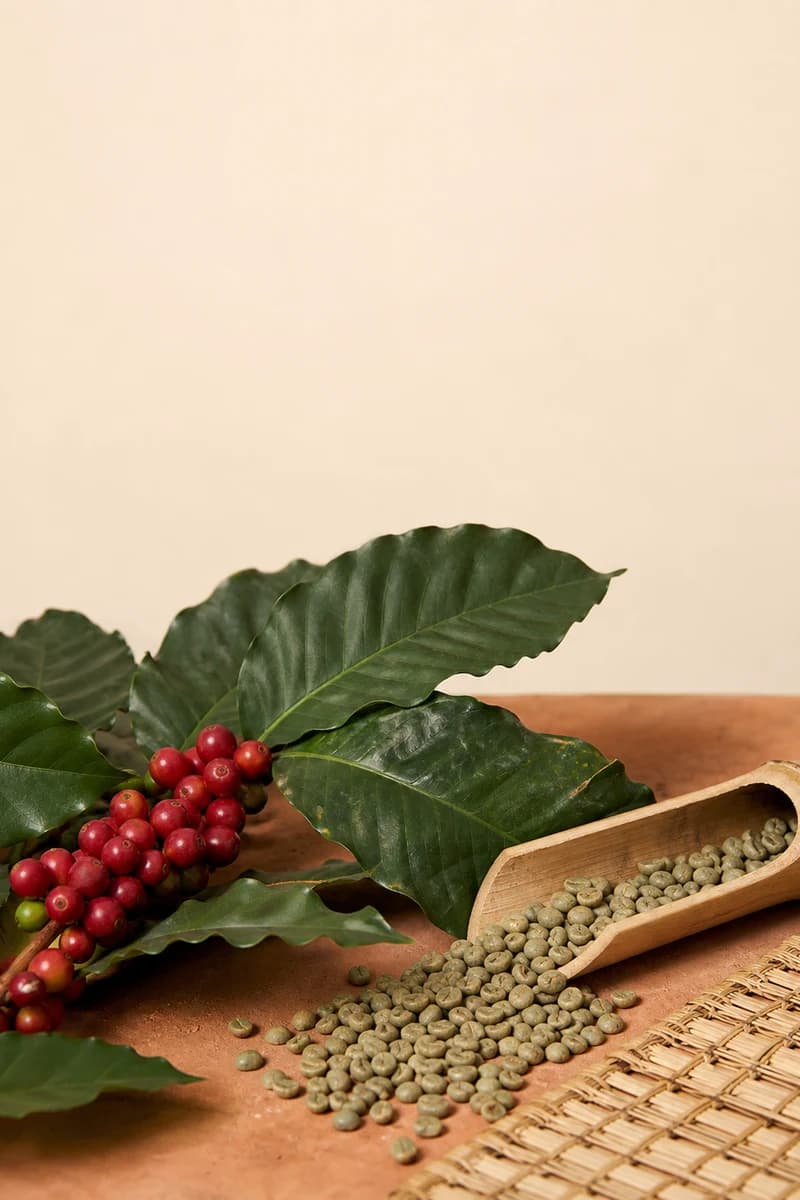 Brazilian unroasted Conilon beans with Coffea canephora leaves and ripe cherries