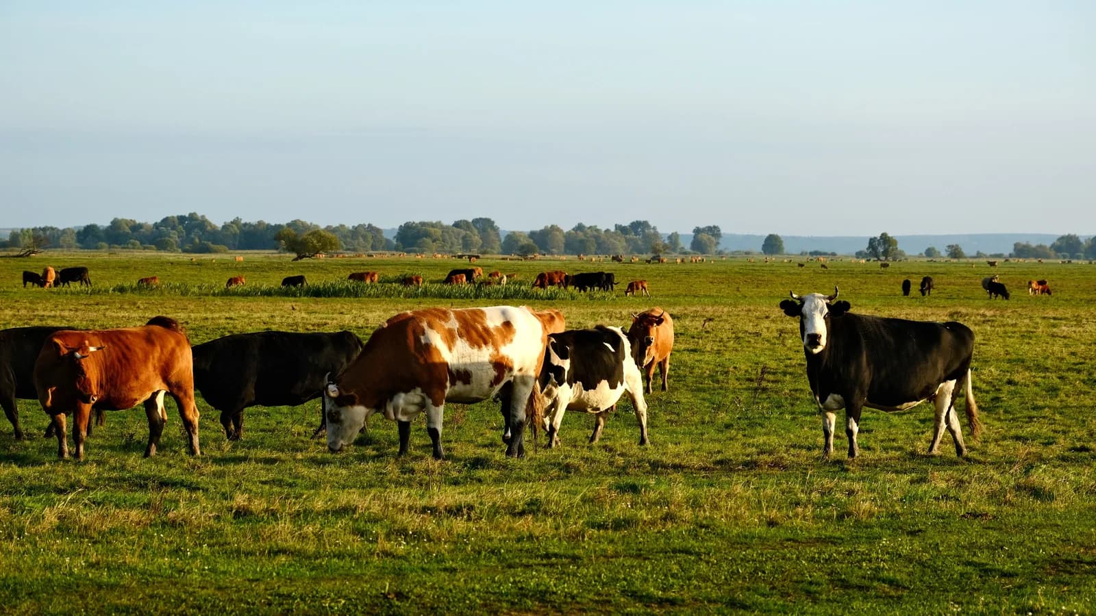 Mixed dairy cattle grazing across a broad green pasture