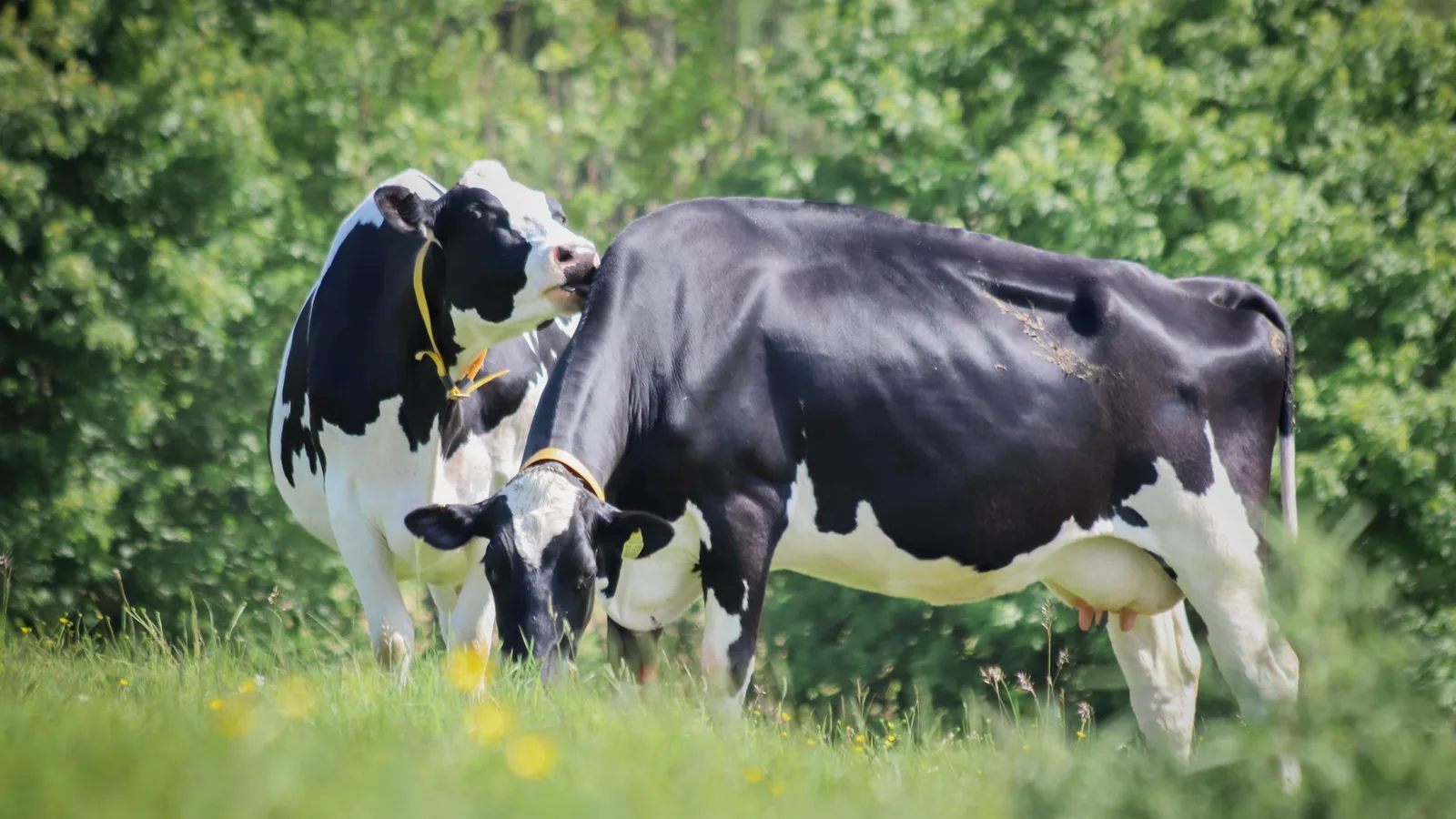 Holstein dairy cows grazing together in a green pasture