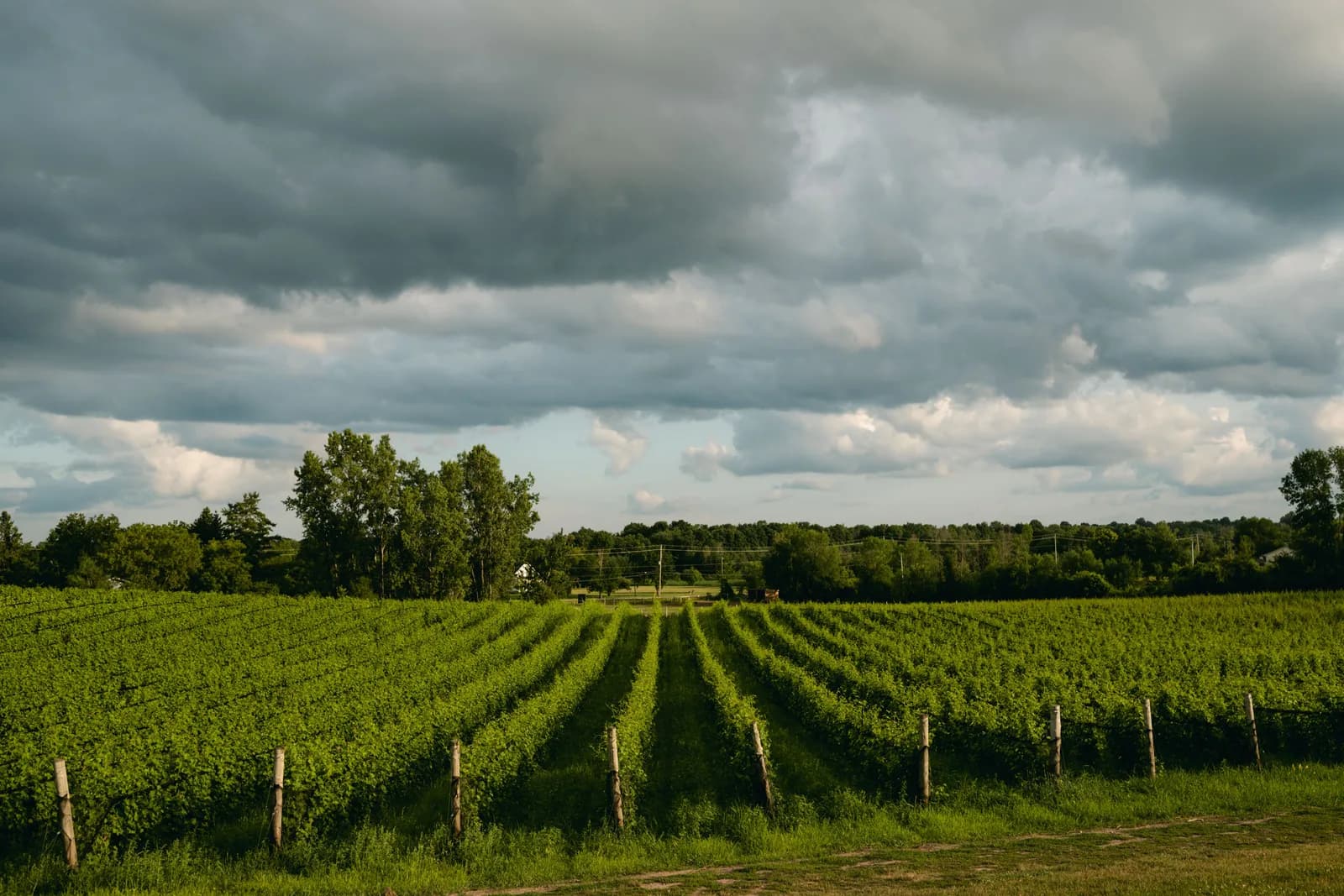 Green vineyard rows beneath dramatic storm clouds
