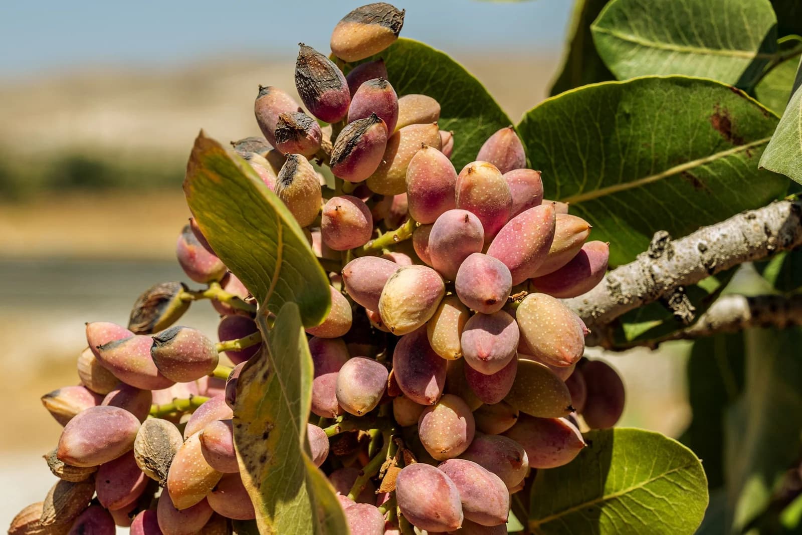Pistachio clusters ripening on a tree