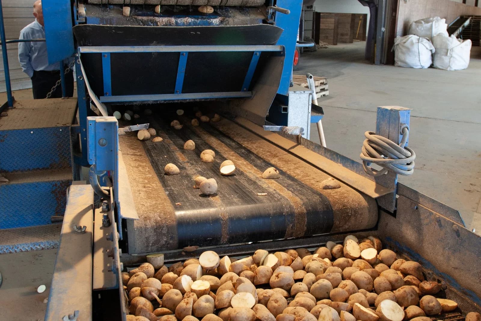 Potatoes moving through an industrial processing line