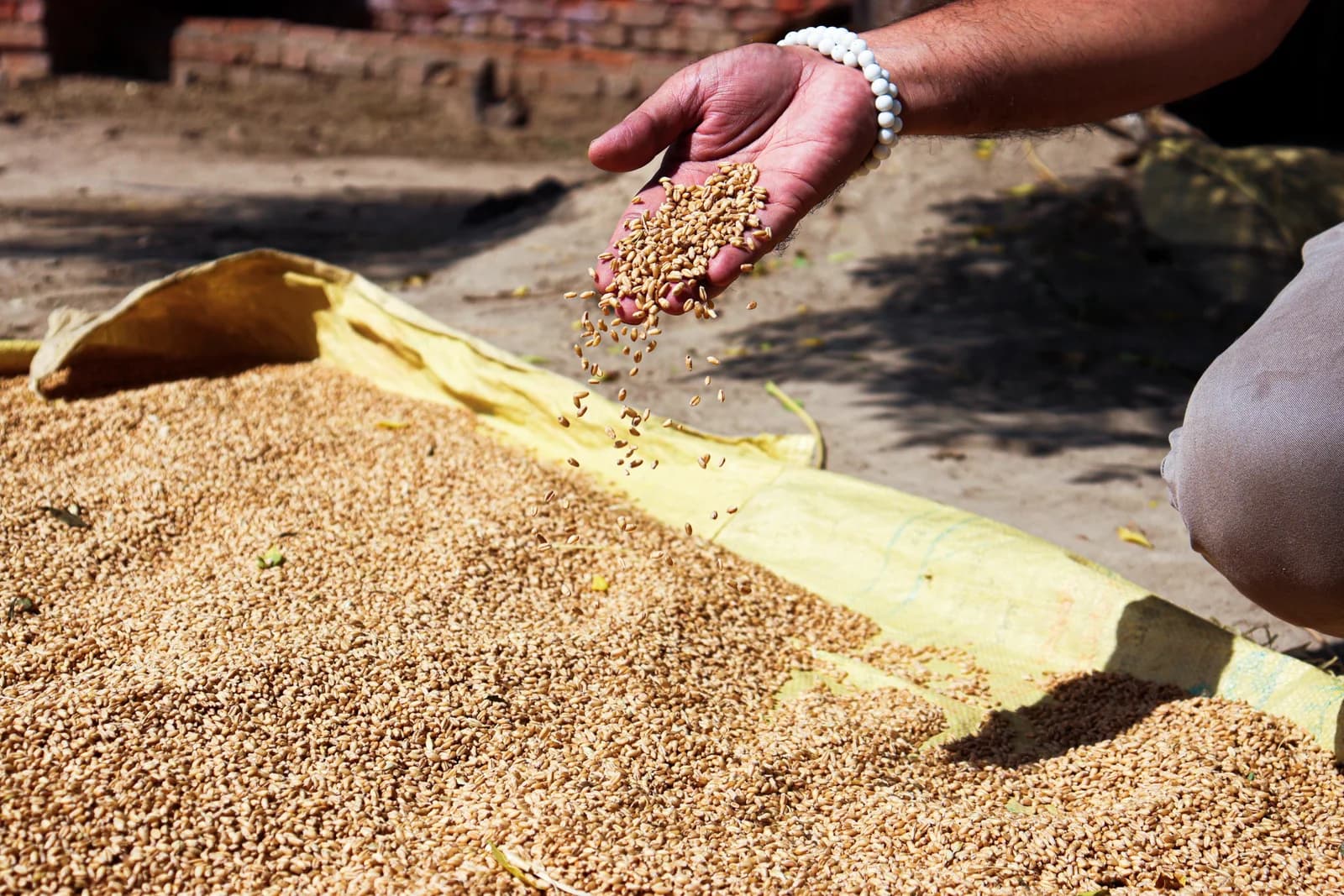 Hands conducting a physical review of grain kernels
