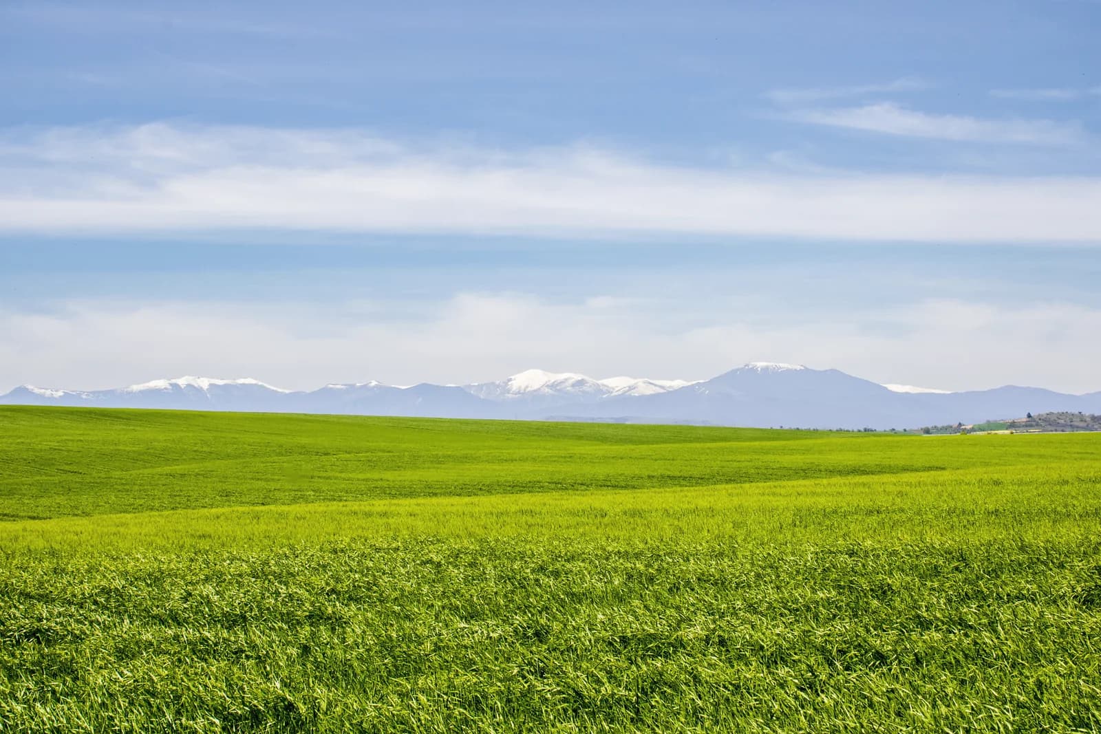Vibrant green wheat field stretching toward a mountain horizon