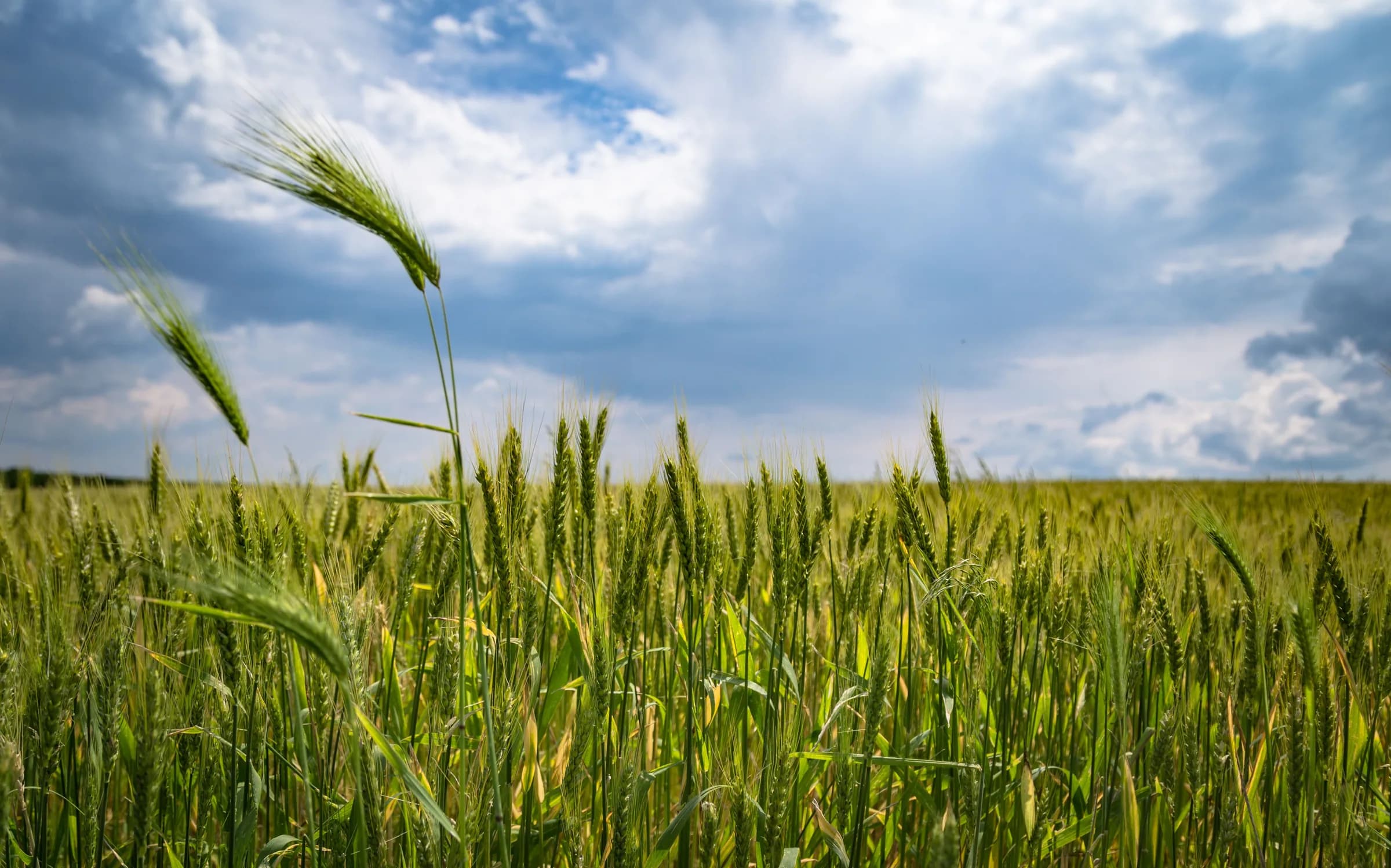 Green wheat field beneath a wide blue sky filled with soft clouds