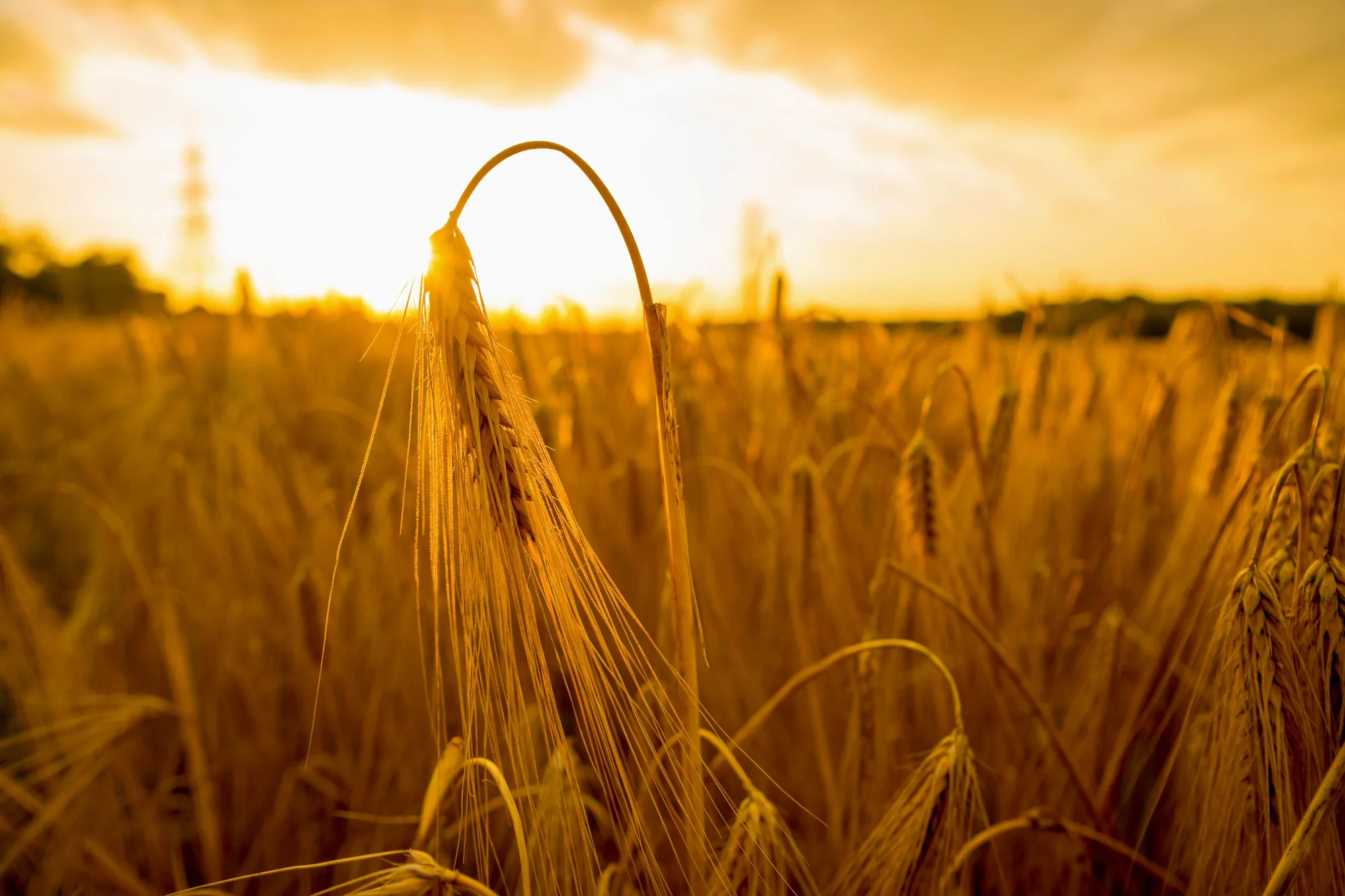 Ripe barley heads in a golden field representing grain end-use selection