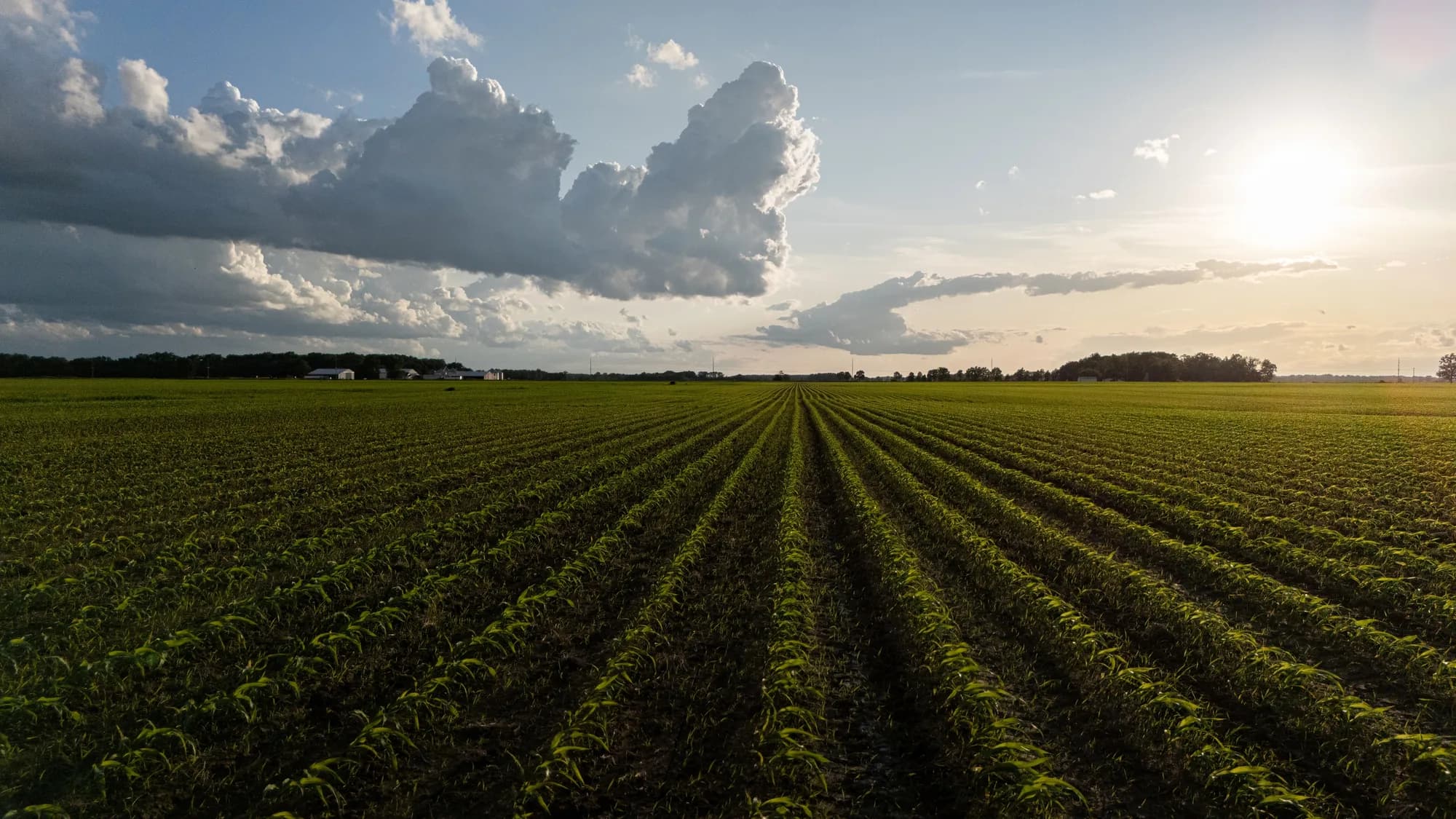 Wide commercial crop field representing crop, lot and inspection references