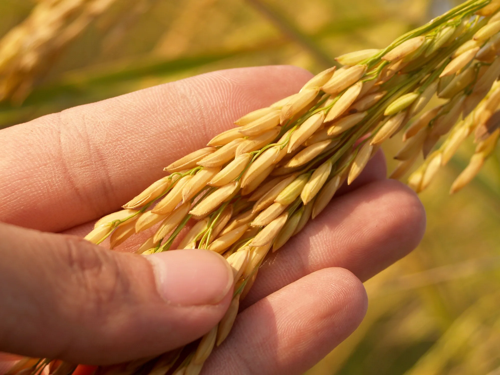 Grain heads held by hand during a field quality review