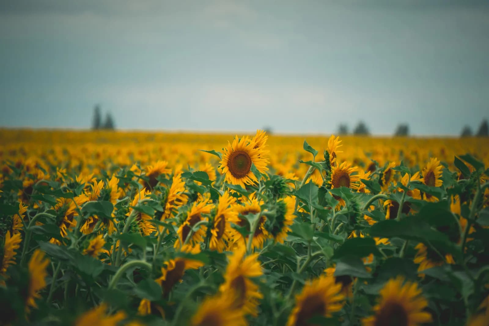 Wide sunflower field extending toward a muted summer horizon