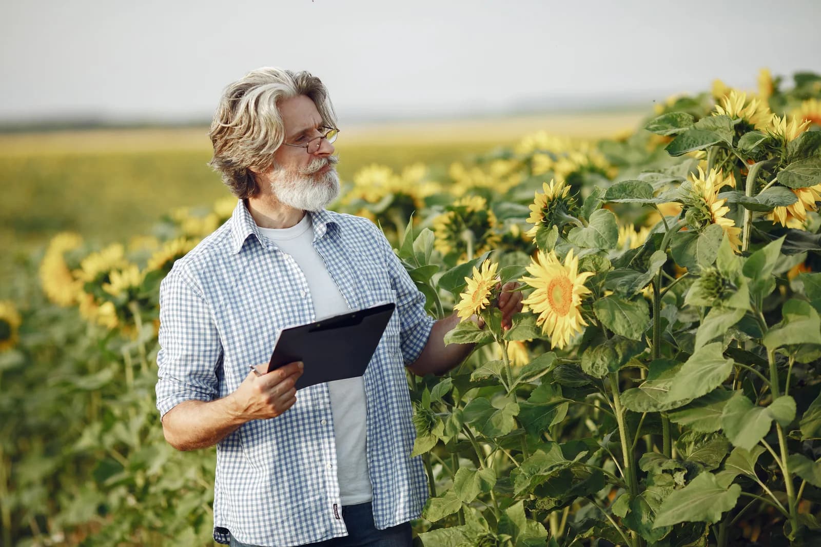 Farmer assessing sunflower heads in a field