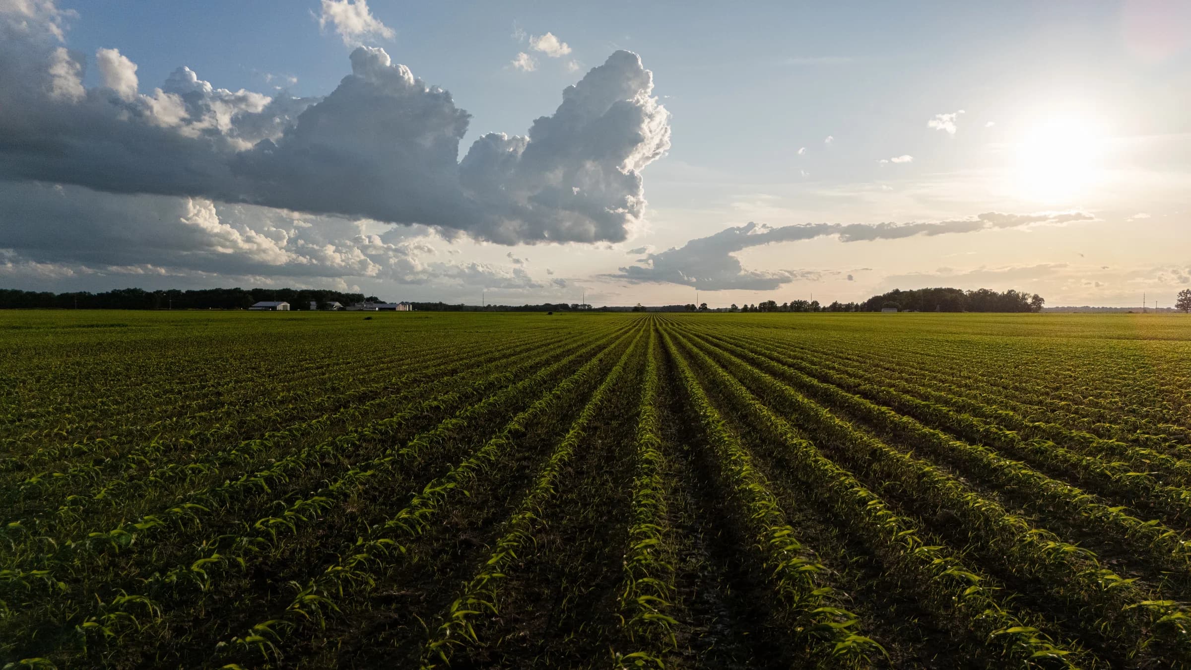 Young crop rows extending across a wide field beneath dramatic clouds and evening sunlight