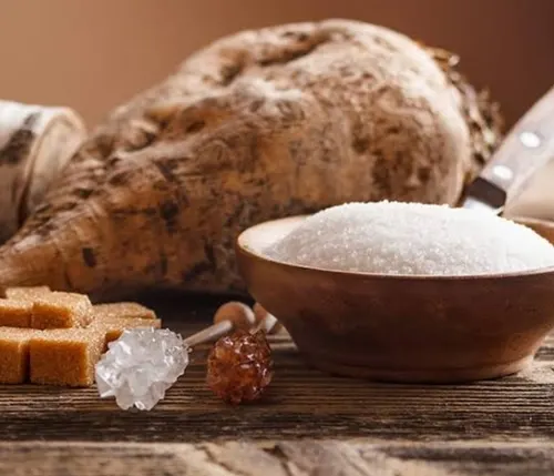 White beet sugar beside freshly cut sugar beet