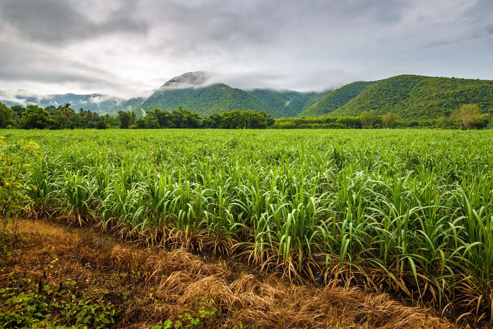 Sugarcane field beneath mist-covered mountains in Barbados