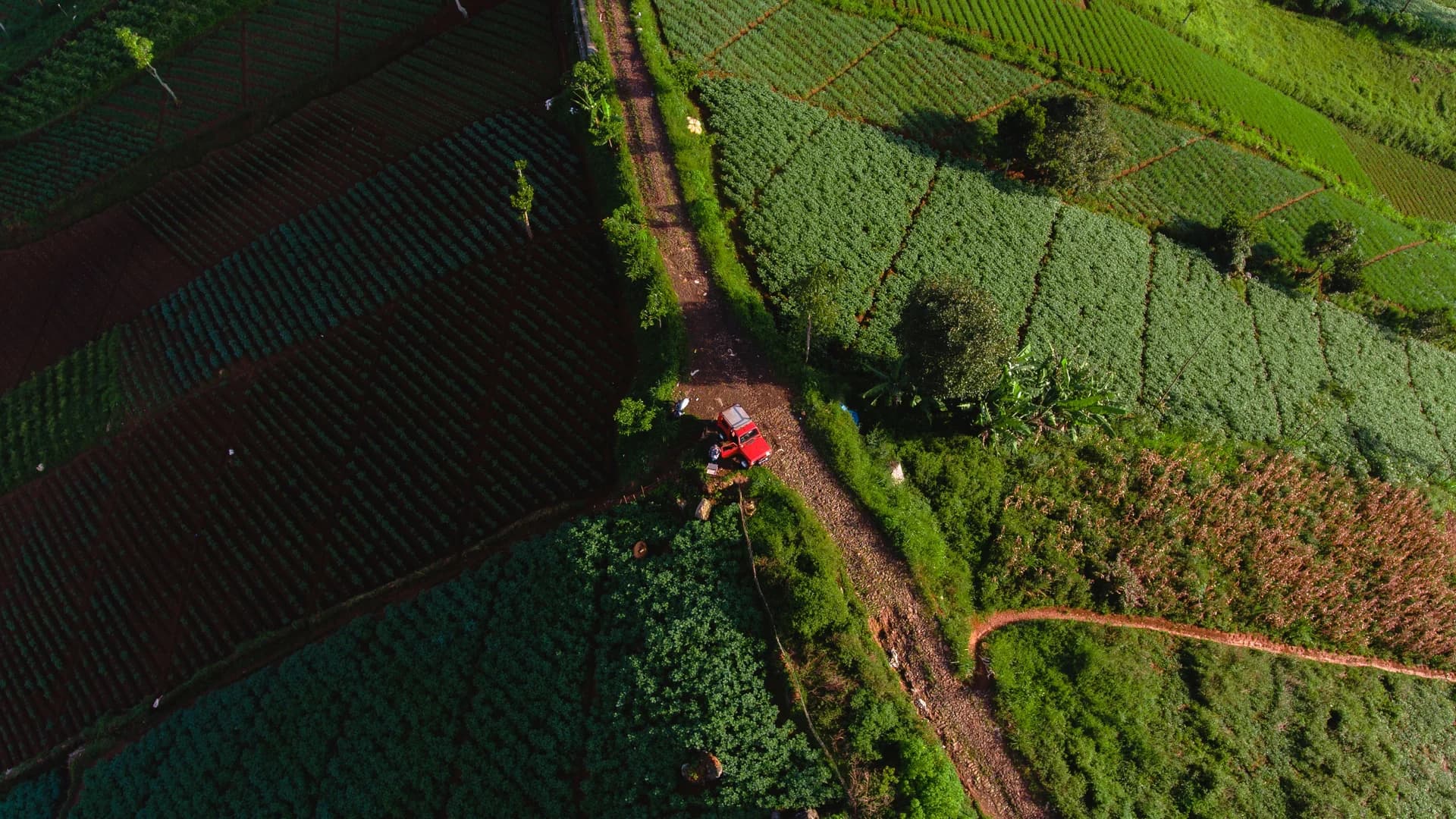 Aerial view of green agricultural fields and cultivation routes