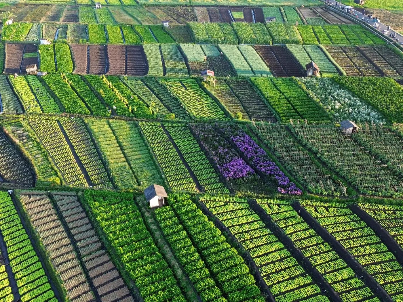 Aerial view of varied crop fields arranged across an agricultural landscape