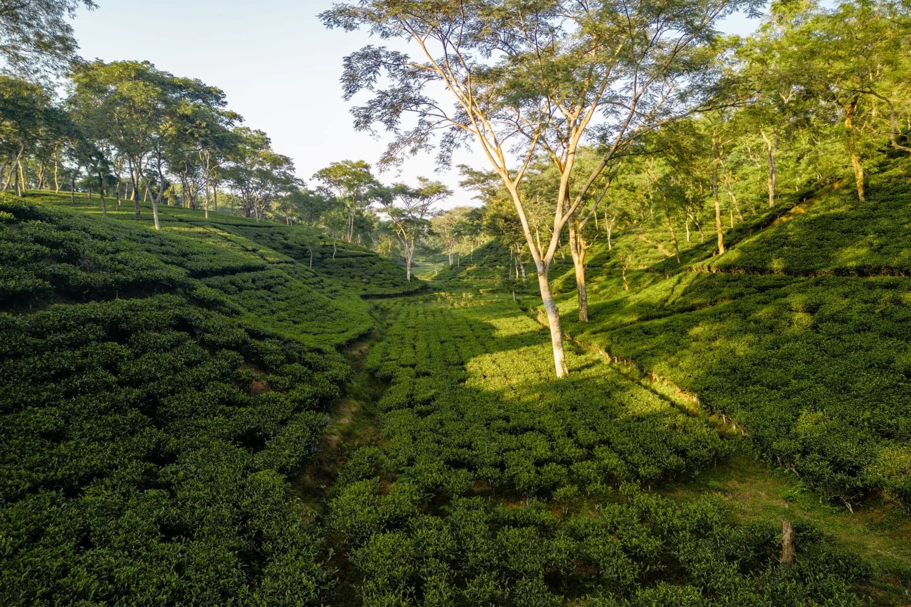 Lush hillside plantation at an established agricultural origin