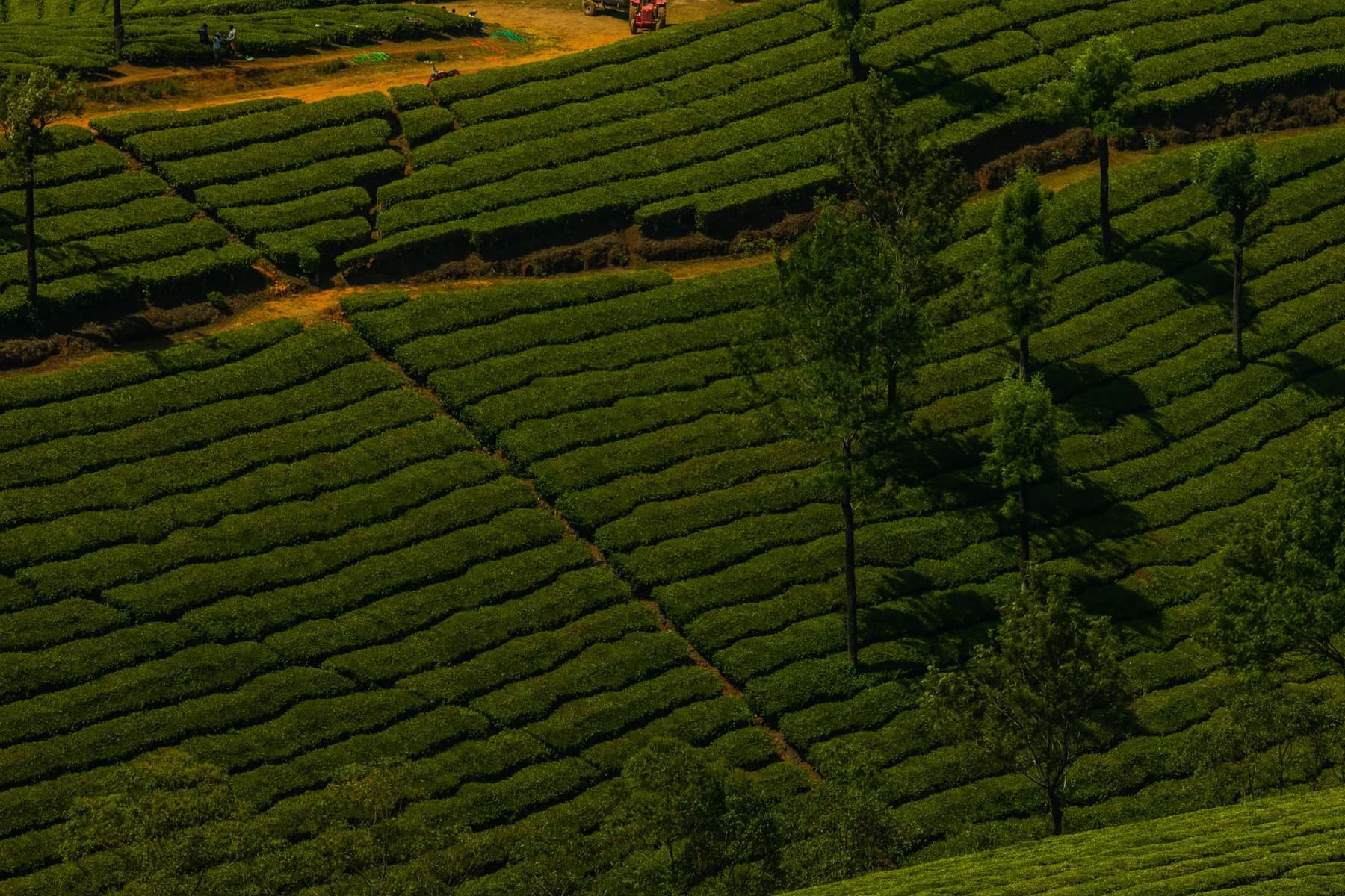 Ordered rows across a productive green plantation