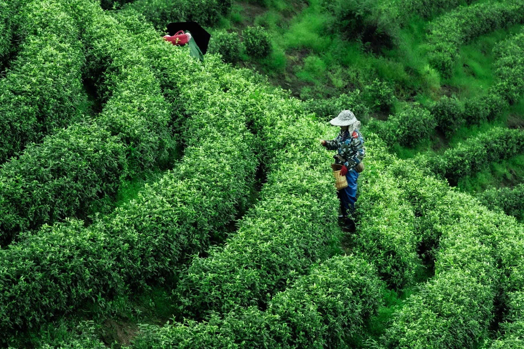 Grower walking through healthy green crops