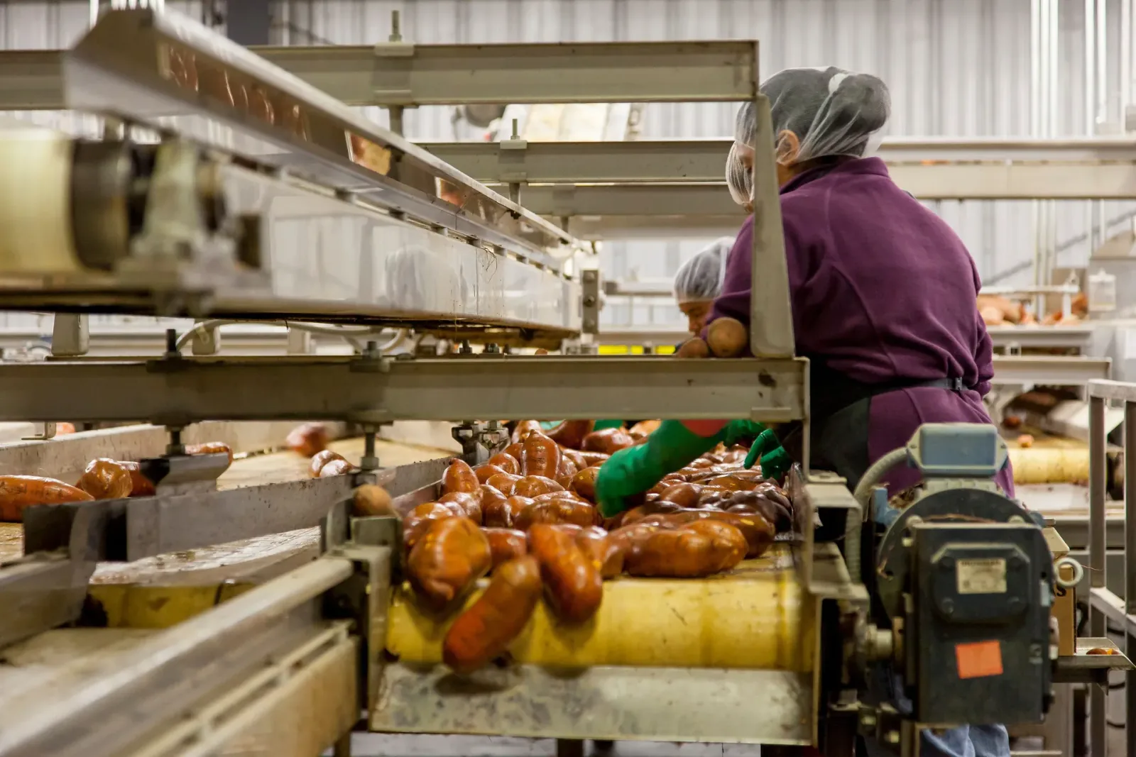 Workers operating a food processing line in an active production facility