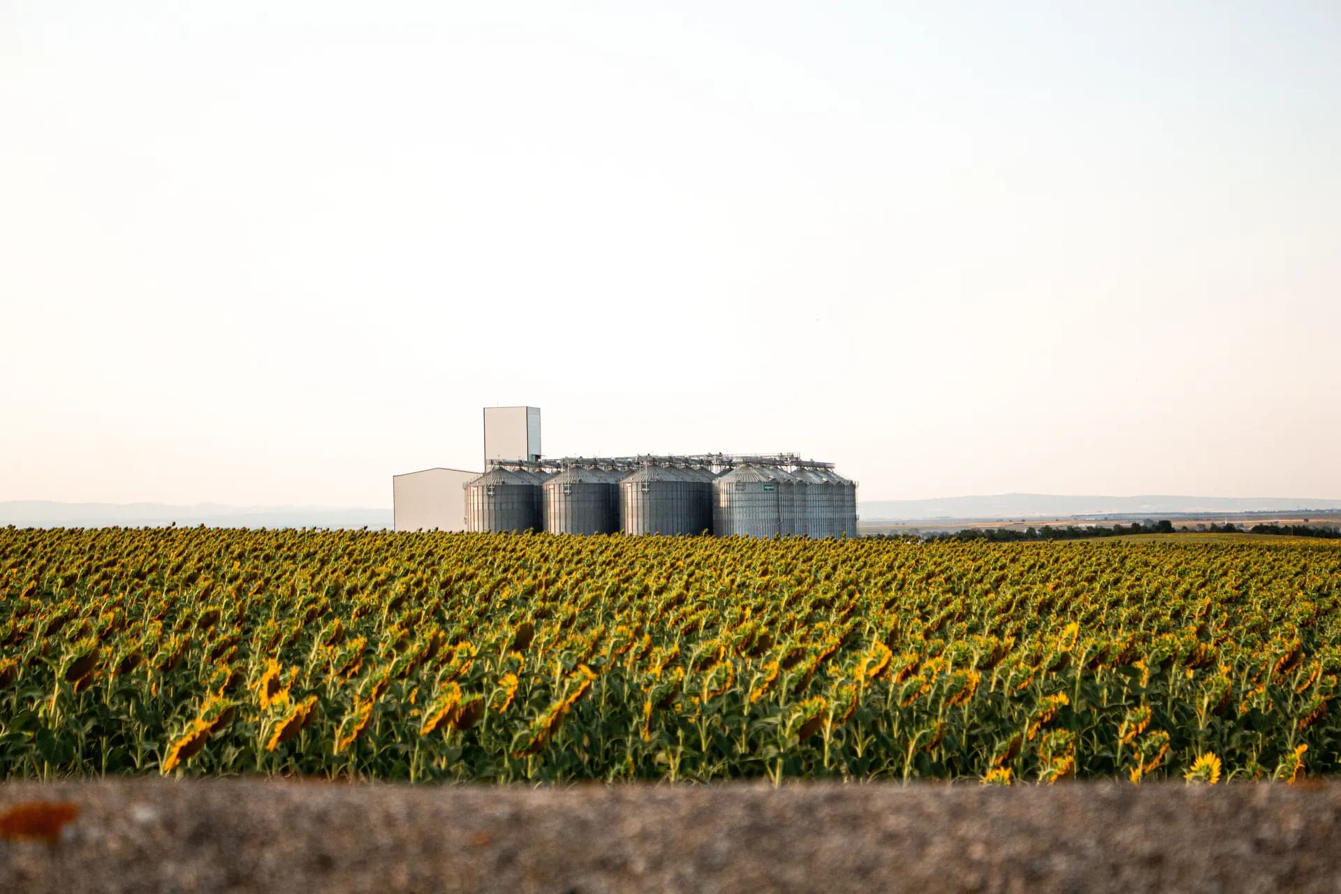 Sunflower field and grain silos representing agricultural production