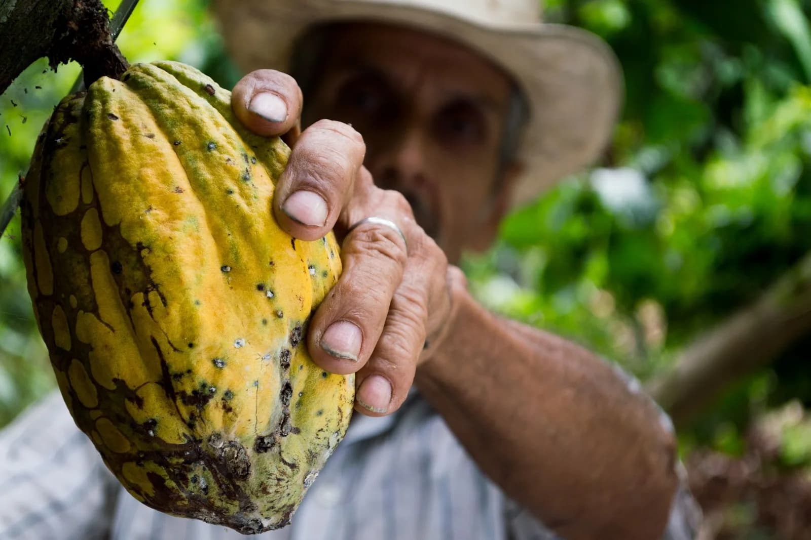 Cocoa farmer holding a mature pod in a producing landscape