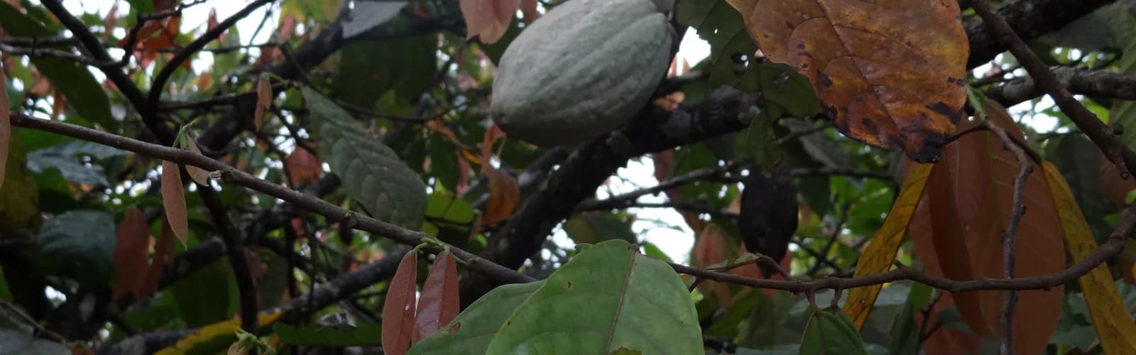 Cocoa pod growing among dense foliage in a Côte d’Ivoire cocoa farm