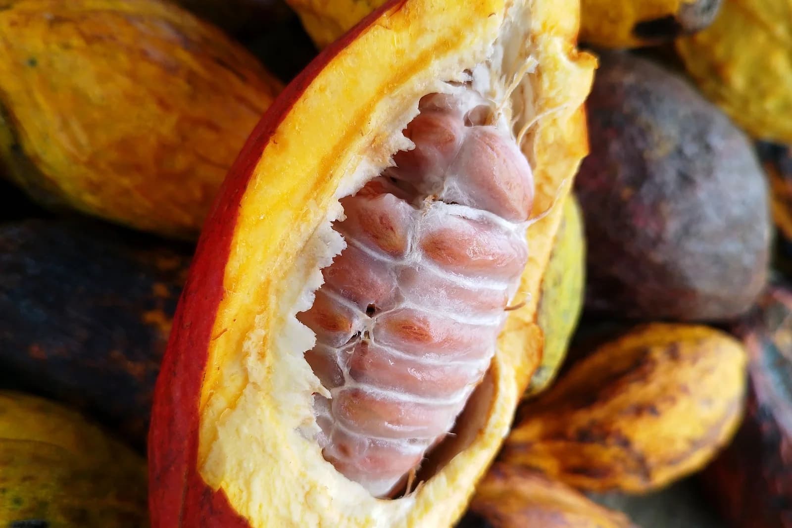Opened cocoa pod showing fresh beans and surrounding pulp
