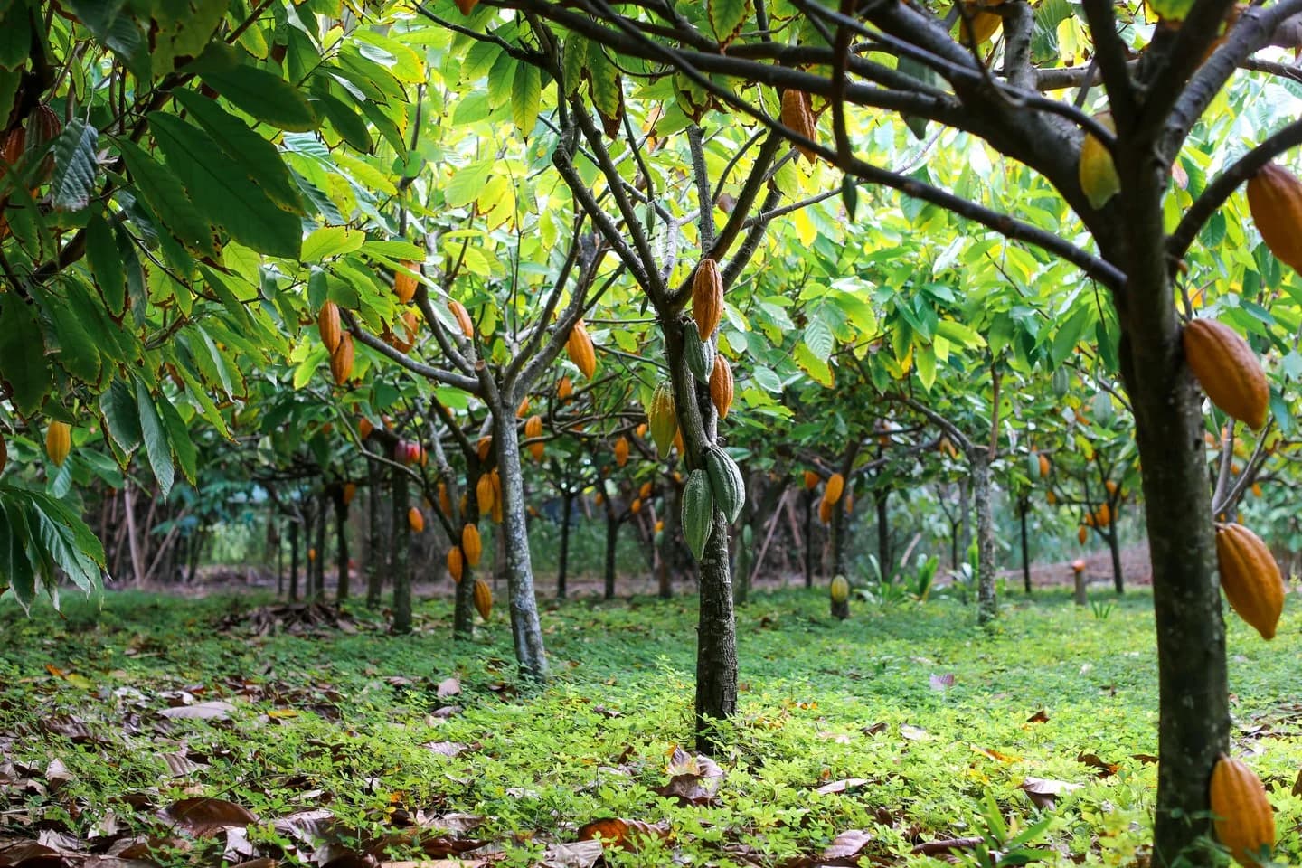 Cocoa trees and pods across a farm landscape used for traceability review