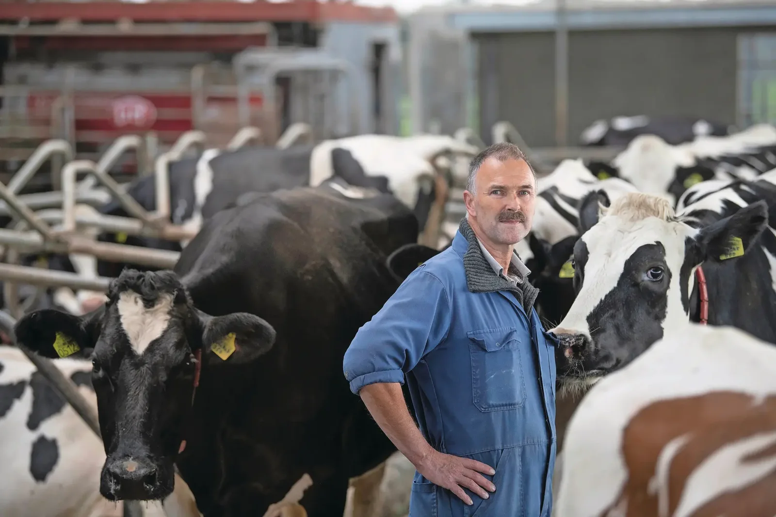 Dairy farmer standing among Holstein cows inside a modern barn