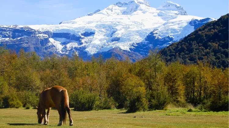 Grazing horse on an Argentine grassland beneath snow-covered mountains