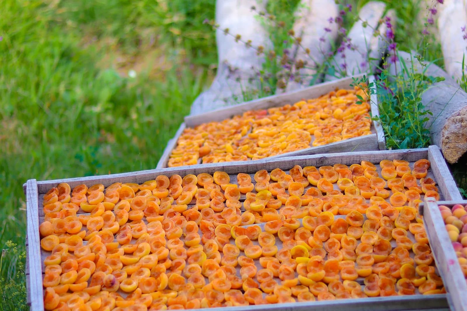 Dried apricots arranged on outdoor drying trays