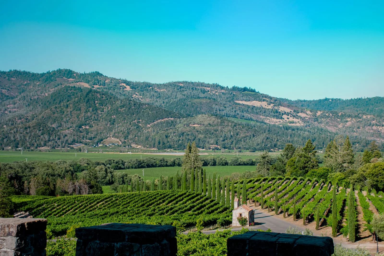 Vineyard rows extending across California's Napa Valley