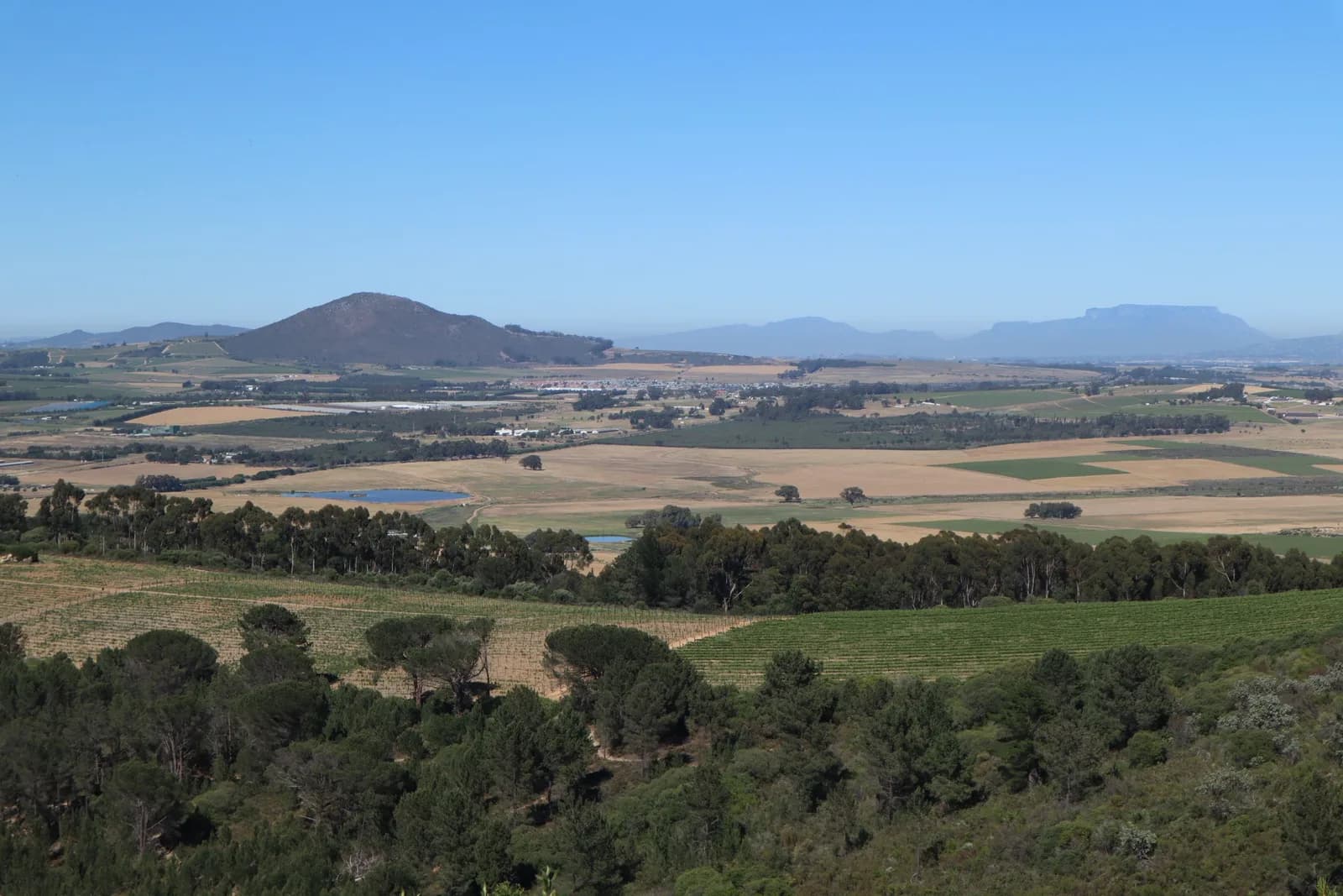 Vineyard landscape in South Africa with distant mountains