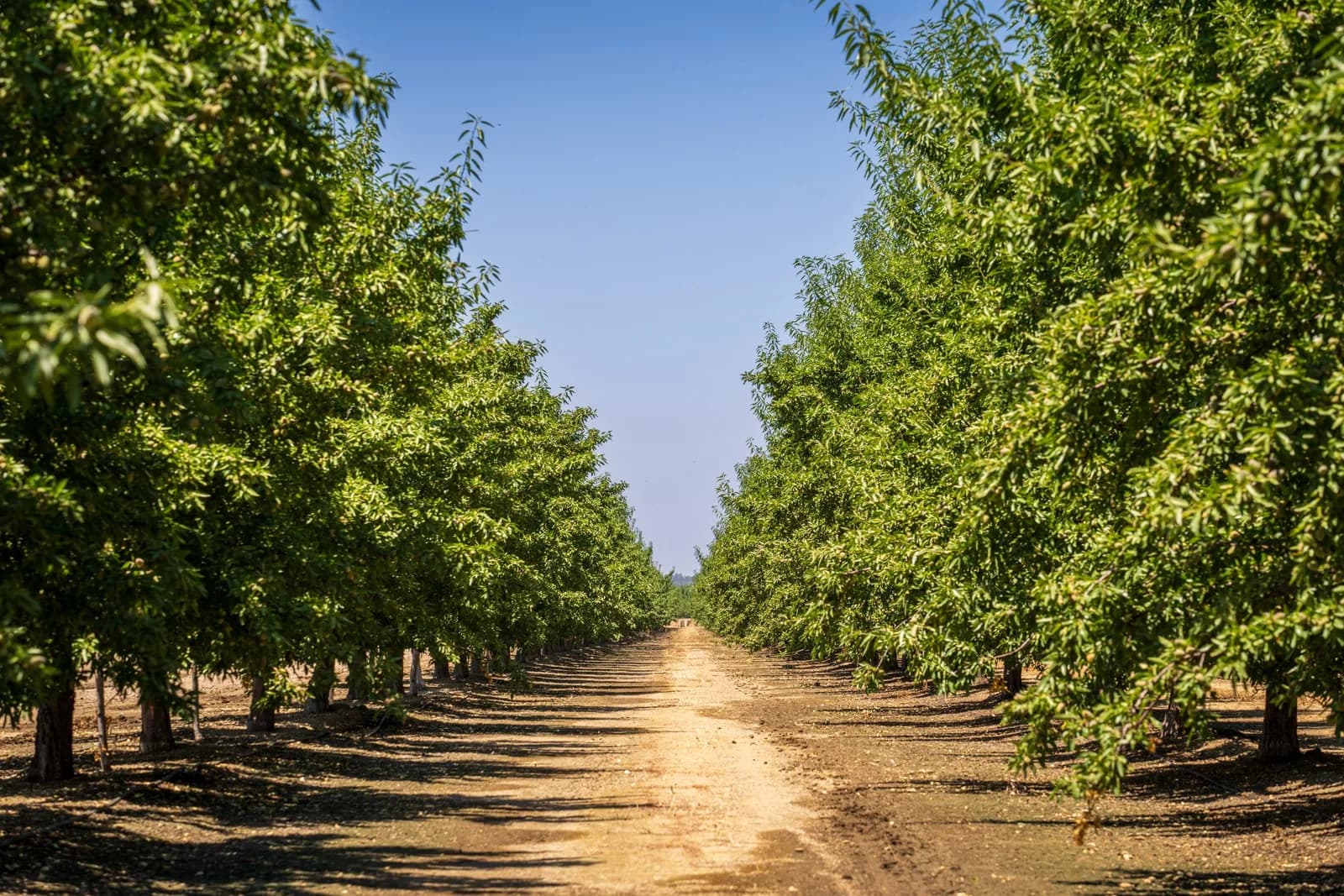 Orderly rows of mature trees in a sunlit orchard