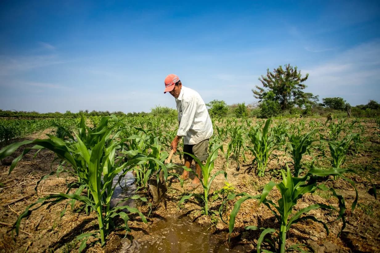 Farmer tending rows of young corn plants in the field