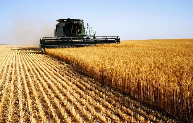 Combine harvester cutting a broad golden grain field