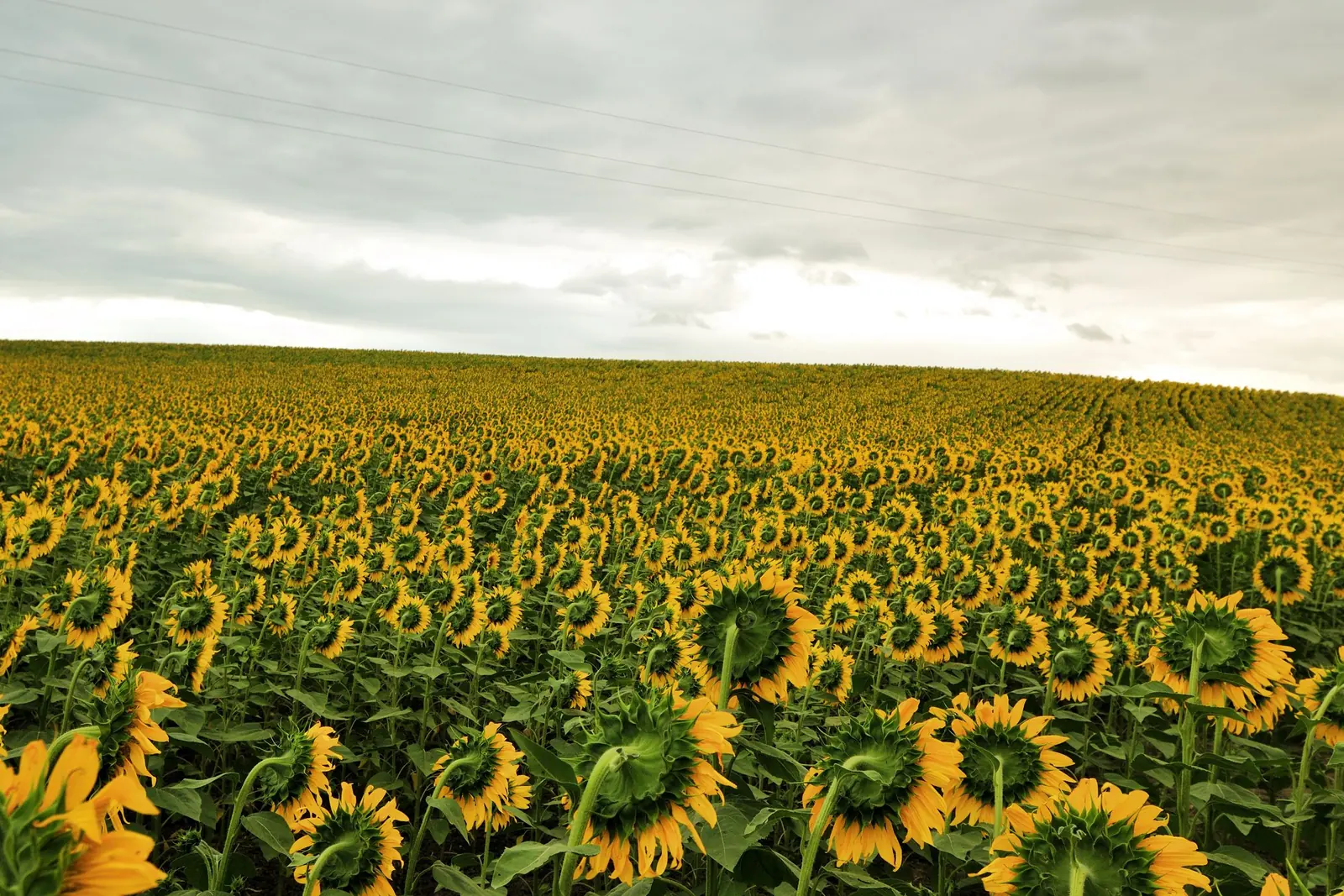 Vast sunflower field in Canakkale, Turkiye