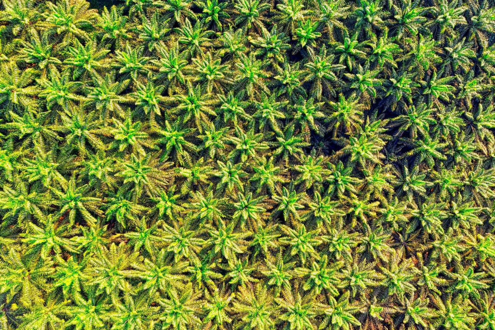 Aerial view of an oil-palm plantation in Sukabumi, Indonesia